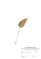 藏品(馬蹄花)的圖片